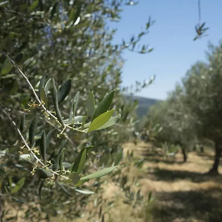 Domaine De Saint Quentin Oppedette