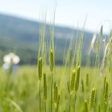 Domaine De Saint Quentin Couette-café Oppedette