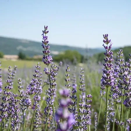 Domaine De Saint Quentin 3*