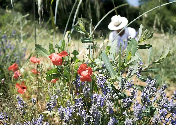 Domaine De Saint Quentin Bed & Breakfast Oppedette