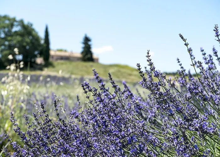 Domaine De Saint Quentin Bed & Breakfast Oppedette