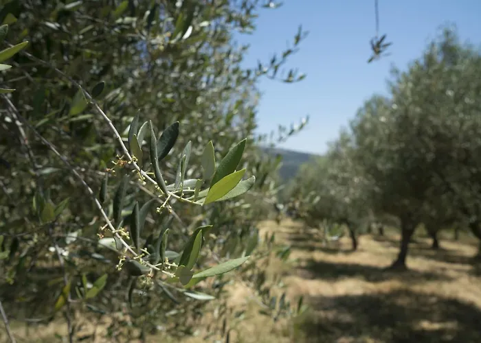 Domaine De Saint Quentin Oppedette