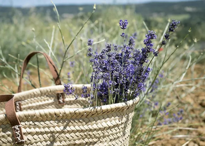 Domaine De Saint Quentin 3* Oppedette