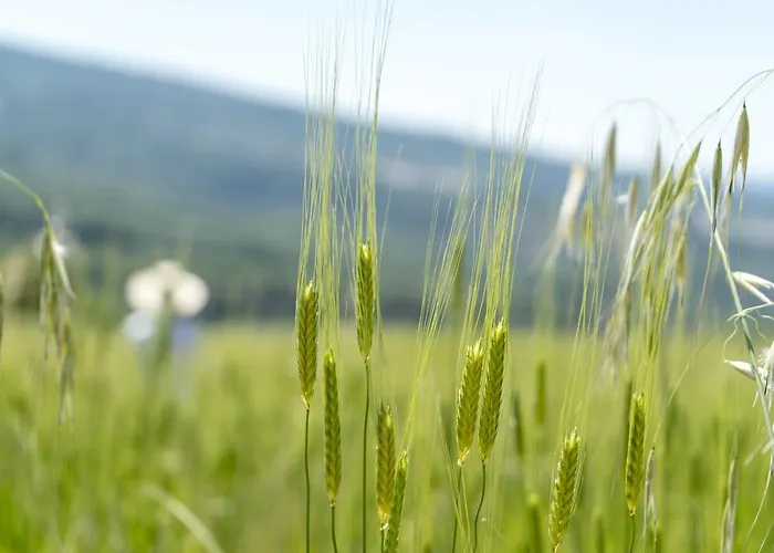 Domaine De Saint Quentin Bed & Breakfast Oppedette