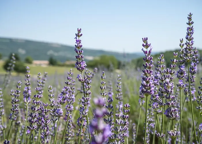 Domaine De Saint Quentin 3*