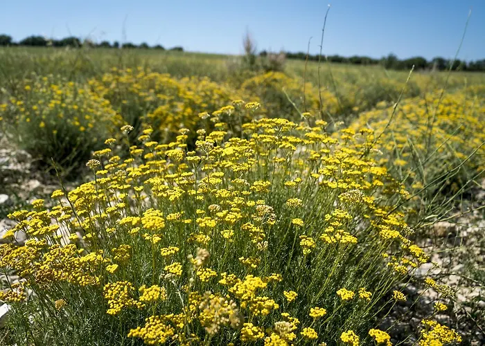 Domaine De Saint Quentin
